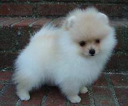 cucciolo di spitz pomerania toy