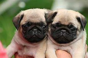 cucciolo di carlino generosissimo amorevolissimo