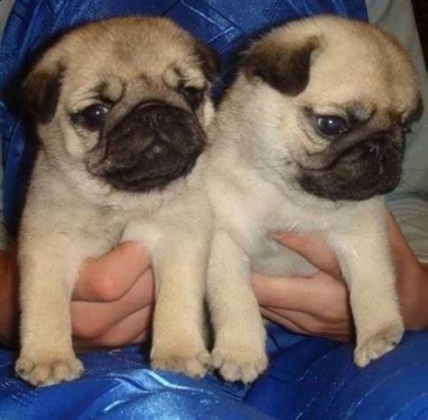 bellissimo cucciolo di carlino dolcissimo perfettissimo