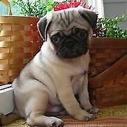 cucciolo di carlino perfettissimo tranquillissimo