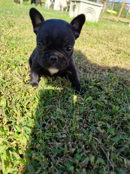 bouledogue francese m/f