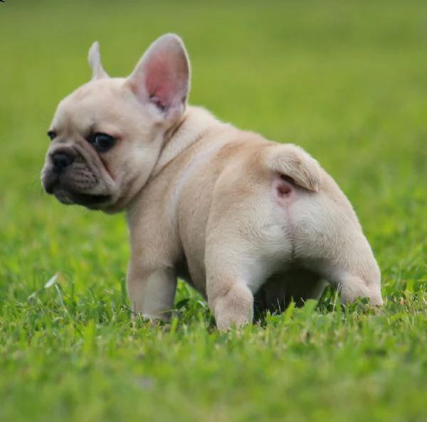 bellissimi bulldog francese, diversi colori disponibili,