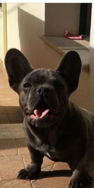 bellissimi esemplari di cuccioli  bulldoge francese.
