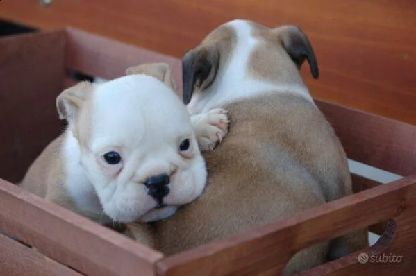 spettacolari cuccioli di bulldog inglese, di tre mesi circa