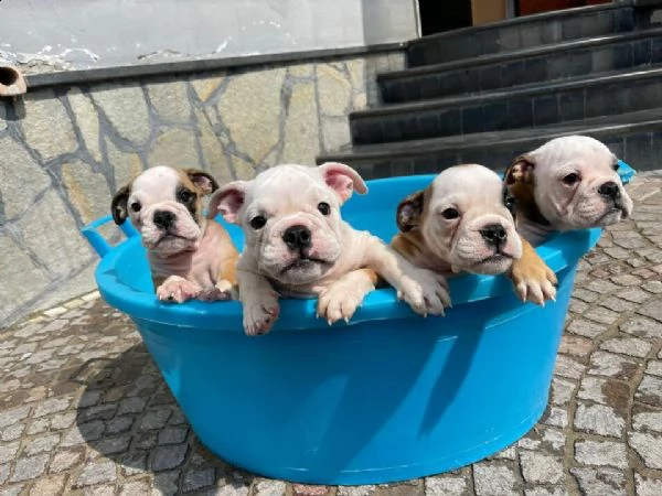 meravigliosi esemplari di bulldog inglese.