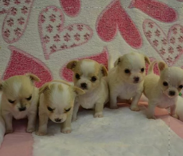 cuccioletti di pincher chihuahua toy, di 90 giorni 