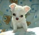 regalo cuccioli di cuccioli di chihuahua con importante | Foto 1