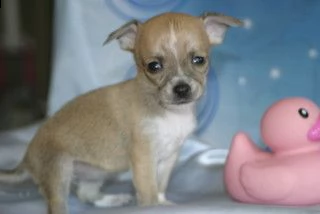 regalo cuccioli di cuccioli di chihuahua con importante