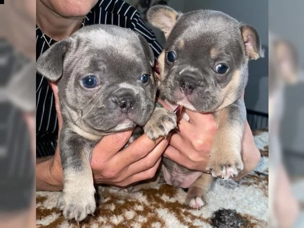 cuccioli di bulldog francese | Foto 4