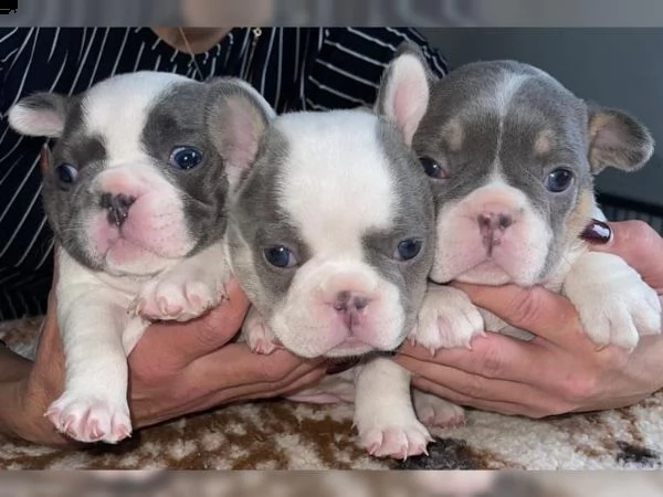 cuccioli di bulldog francese | Foto 3