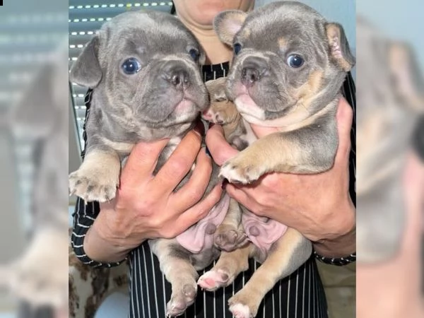 cuccioli di bulldog francese | Foto 1