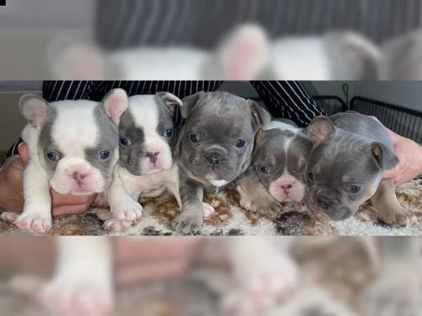 cuccioli di bulldog francese