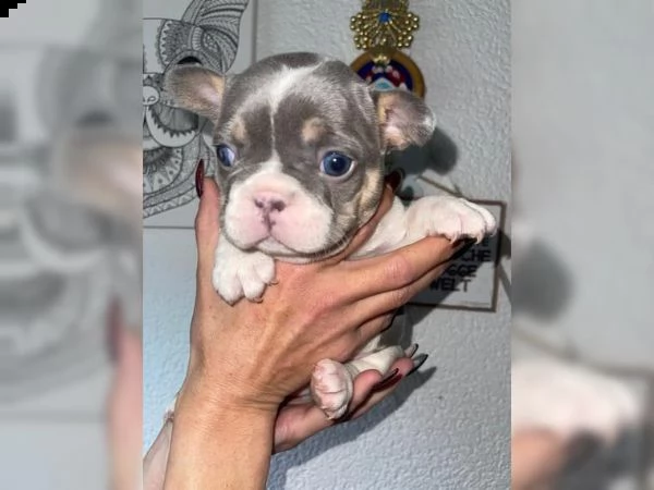 cuccioli di bulldog francese | Foto 0