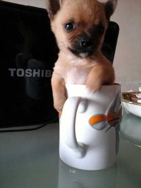  affascinanti cuccioletti di chihuahua toy, di 90 giorni