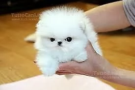 simpatici cucciolotti di spitz di pomerania, 