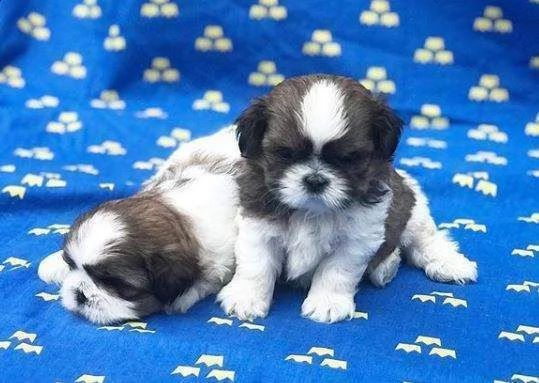 mini cucciolini di shitzu mini toy docilissimi