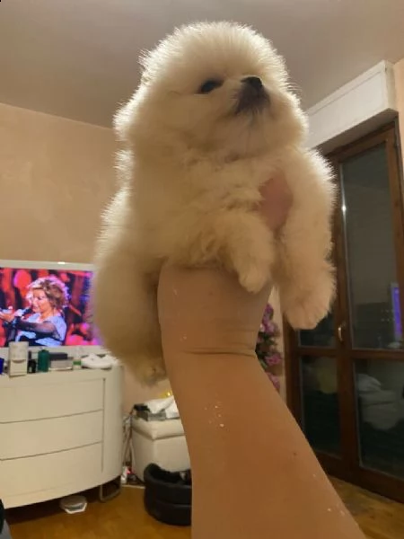 spitz pomerania nano/.