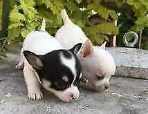 cuccioli di pincher chihuahuag