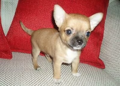 dolcissimi cuccioletti di pincher chihuahua toy, di 90 giorni,