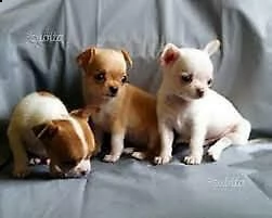 pincher chihuahua giocarelloni 