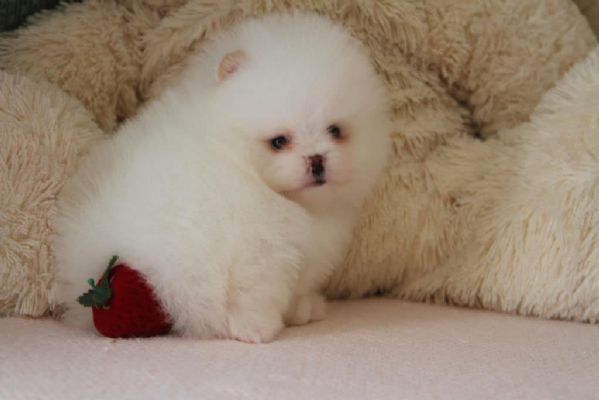 cuccioli di pomerania toy | Foto 0