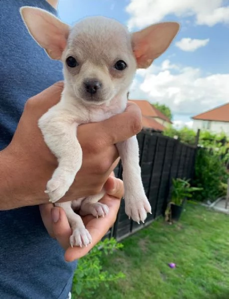 regalo  cucciolo chihuahua toy  | Foto 1