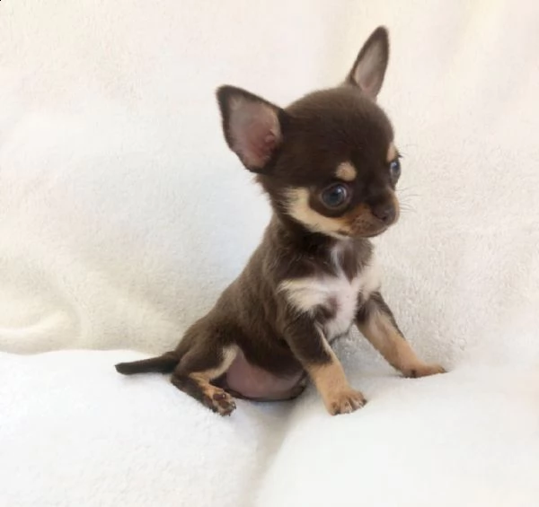 regalo  cucciolo chihuahua toy 