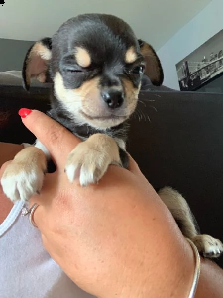regalo  cucciolo chihuahua toy  | Foto 0
