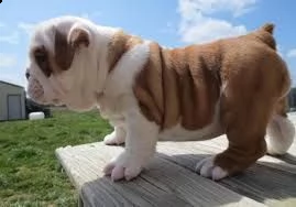 bellissimo cuccioli di buldog inglese con pedigree 