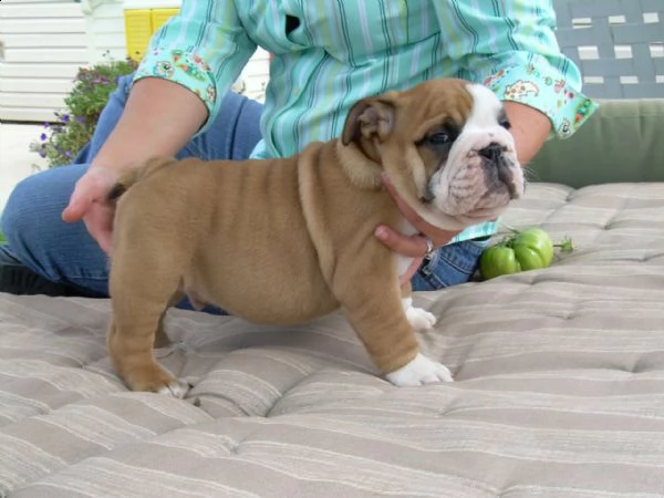 bellissimo cuccioli di buldog inglese con pedigree  | Foto 0