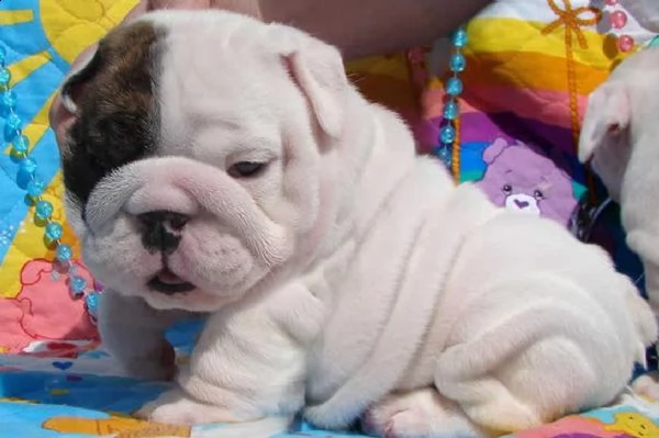 cucciolo bulldog inglese cuccioli - pedigree/allevamento