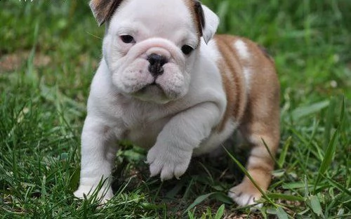 cucciolo bulldog inglese cuccioli - pedigree/allevamento | Foto 1