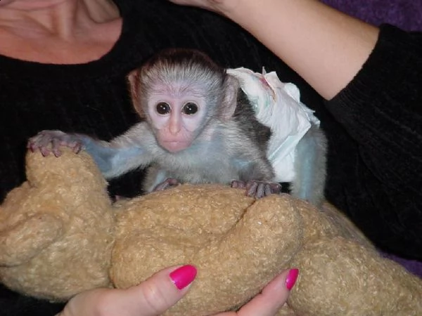 scimmie cappuccino regalo del bambino carino e adorabile per l'adozione  | Foto 1