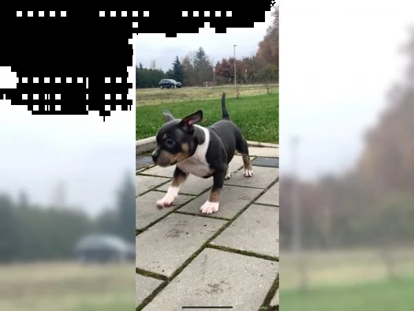 cuccioli di pitbull | Foto 1