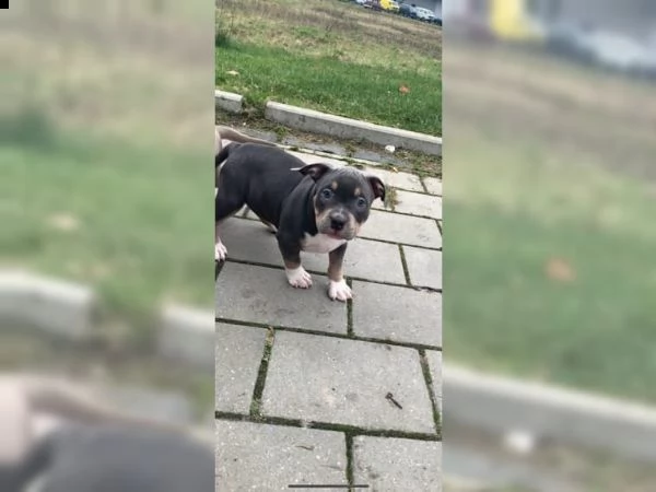 cuccioli di pitbull | Foto 0