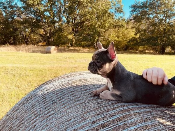 splendidi cuccioli bouledogue francese 100% italia | Foto 3