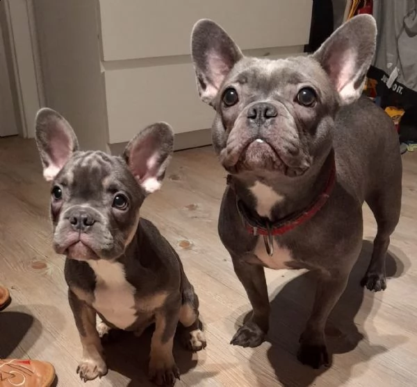splendidi cuccioli bouledogue francese 100% italia | Foto 2