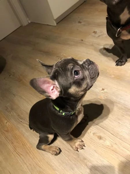 splendidi cuccioli bouledogue francese 100% italia | Foto 1