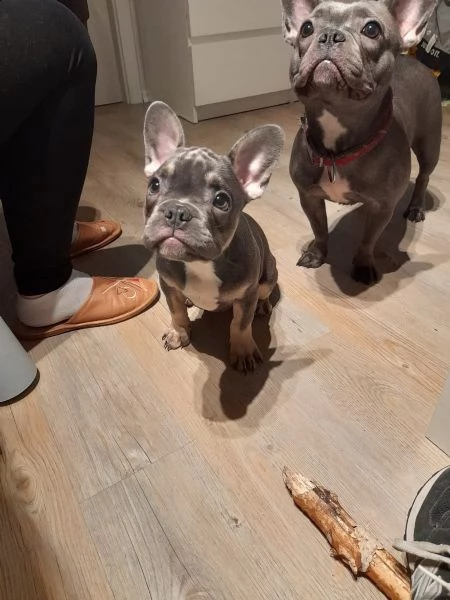 splendidi cuccioli bouledogue francese 100% italia | Foto 0
