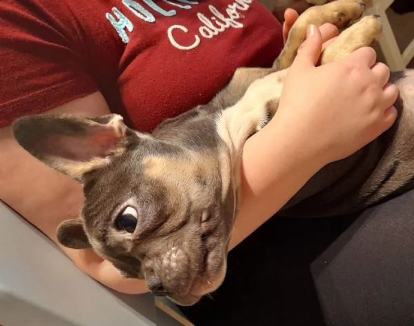 splendidi cuccioli bouledogue francese 100% italia