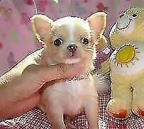 chiwawa spitz