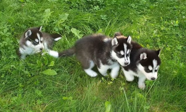 siberian husky di colore bianco/nero/grigio e con stupendi occhi | Foto 3