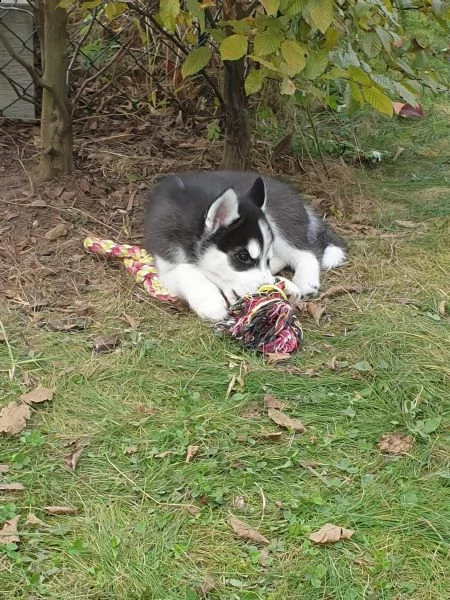 siberian husky di colore bianco/nero/grigio e con stupendi occhi | Foto 1