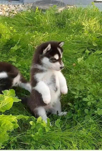 siberian husky di colore bianco/nero/grigio e con stupendi occhi | Foto 0