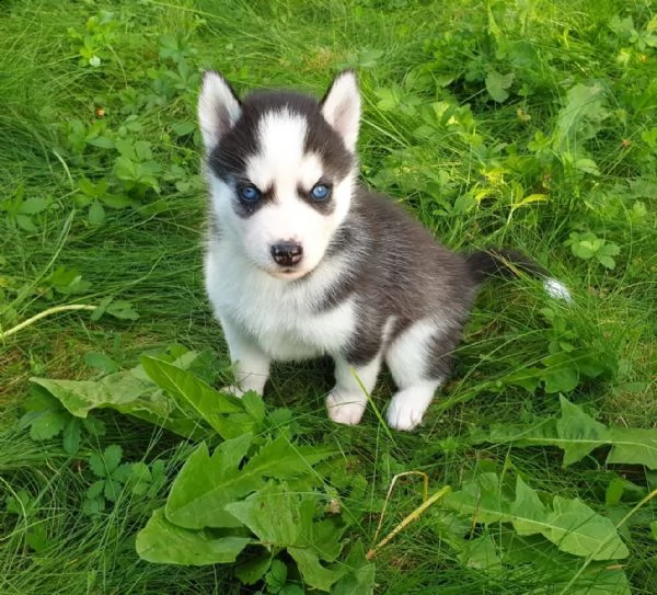 siberian husky di colore bianco/nero/grigio e con stupendi occhi