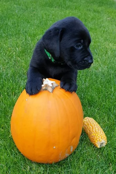 cucciolotti di labrador disponibili | Foto 4