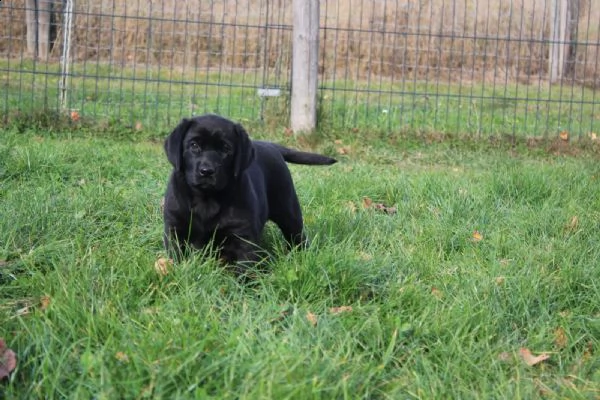 cucciolotti di labrador disponibili | Foto 3
