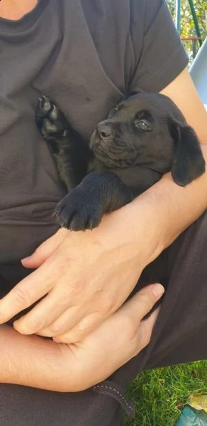cucciolotti di labrador disponibili