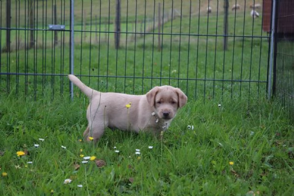 cucciolotti di labrador disponibili | Foto 2