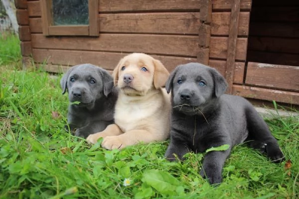 cucciolotti di labrador disponibili | Foto 1